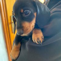 Bassotto nano tedesco