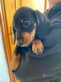 Bassotto nano tedesco