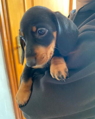 Bassotto nano tedesco