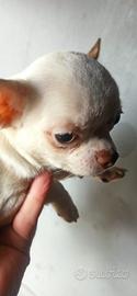 Chihuahua