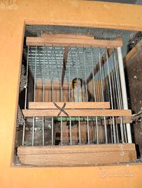 Incardellato da canto