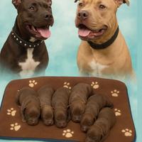 Pitbull ukc con pedigree