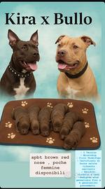 Pitbull ukc con pedigree