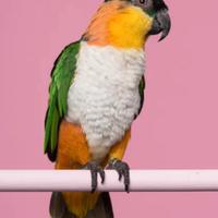 Caicco Testa nera allevato a mano