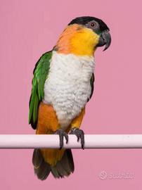 Caicco Testa nera allevato a mano