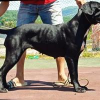 Cuccioli di cane corso