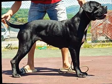 Cuccioli di cane corso