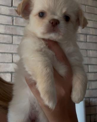 3 chihuahua tutti pelo lungo con PEDIGREE ENCI