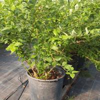 Pianta di Mirtillo in vaso