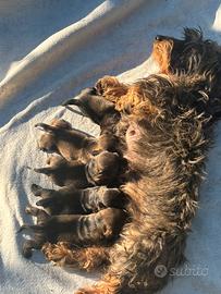 Cuccioli di bassotto tedesco a pelo duro