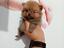 Immagine 3