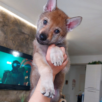 Cuccioli di Canelupo cecoslovacco