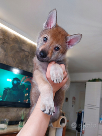 Cuccioli di Canelupo cecoslovacco