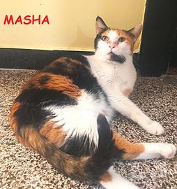 MASHA micia tricolore di 10 anni