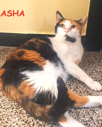 MASHA micia tricolore di 10 anni