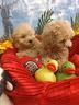 piccoli-taglia-piccola-cuccioli-maltipoo-