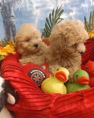 Piccoli - Taglia Piccola -Cuccioli Maltipoo -
