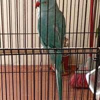 Parrocchetto dal Collare