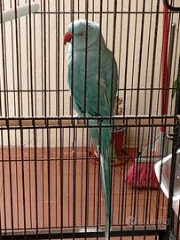 Parrocchetto dal Collare