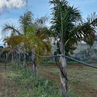 palme 