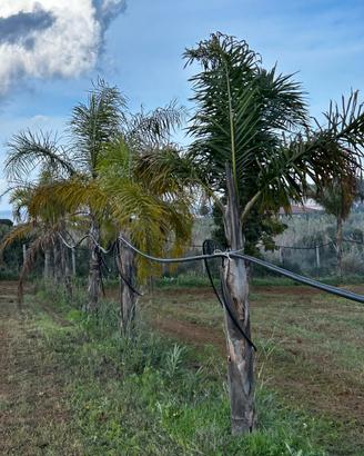 palme 