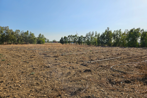 Terreno agricolo Samassi