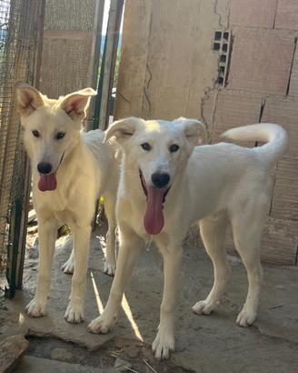 Cuccioloni incrocio Pastore Svizzero ADOZIONE