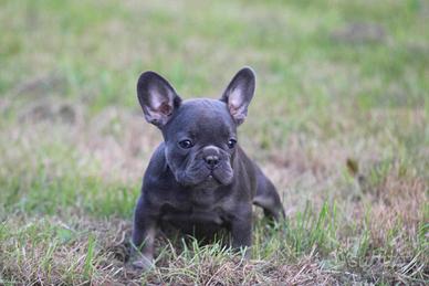 Cuccioli di bulldog francesse maschio femmina