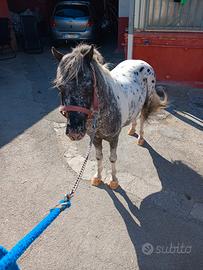 Pony appaloso