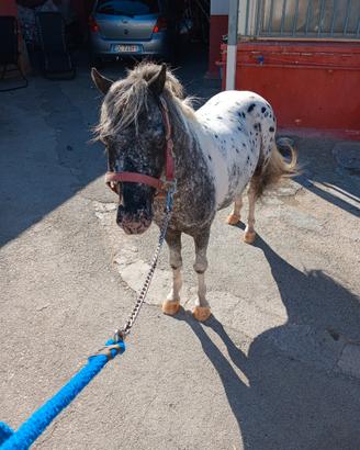 Pony appaloso