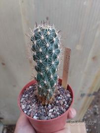 Sclerocactus wetlandicus H 10,5 cm VERY RARE 