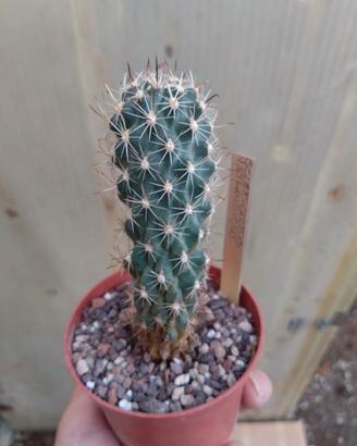 Sclerocactus wetlandicus H 10,5 cm VERY RARE 
