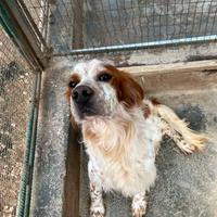 SETTER INGLESE - No Caccia