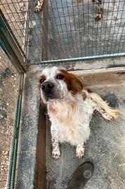 SETTER INGLESE - No Caccia