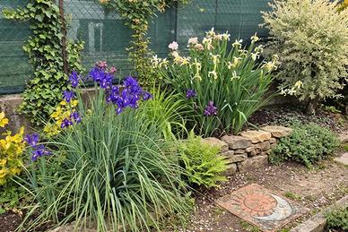 iris blu e bianchi gialli