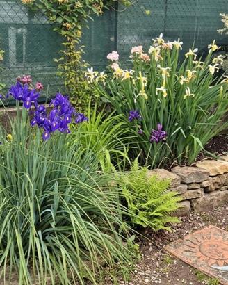 iris blu e bianchi gialli