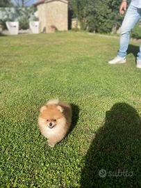 Cuccioli di Pomerania spitz nano