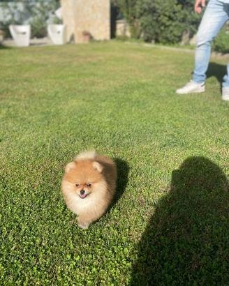 Cuccioli di Pomerania spitz nano