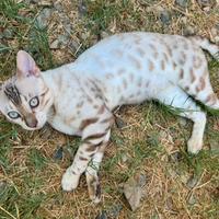 Gatto Bengala snow mink pedigree riproduzione