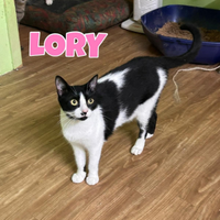 Lory gattina bianconera di 1 anno