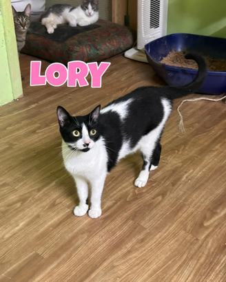 Lory gattina bianconera di 1 anno