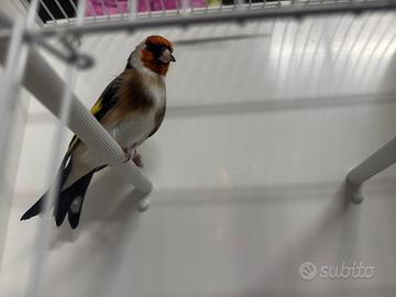 Cardellino Mayor maschio