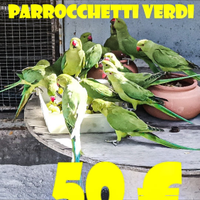 Pappagalli parrocchetti dal collare verdi