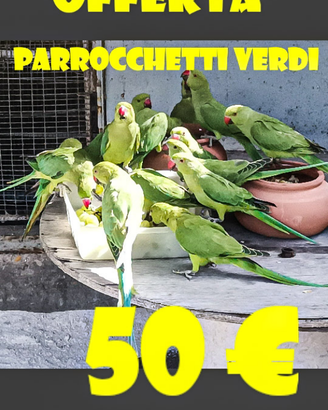 Pappagalli parrocchetti dal collare verdi
