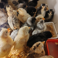 Galline Ornamentali Pulcini