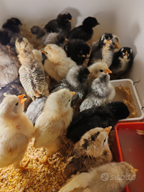 Galline Ornamentali Pulcini