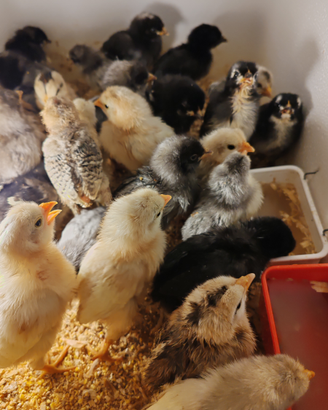 Galline Ornamentali Pulcini