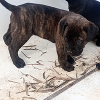 Cuccioli di cane corso