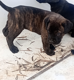 Cuccioli di cane corso