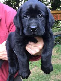 Cuccioli Labrador Retriever